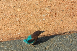 Sri Lanka - Martin pécheur.jpg