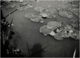 Monet - ombre 1920.jpg