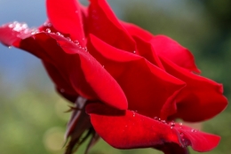 frédéric tison,photographie,rose