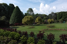 frédéric tison,photographie,sri lanka,jardin botanique de peradeniya