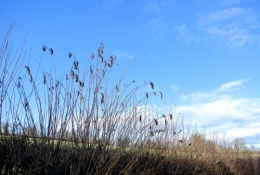 DSC_7472 b - rêverie.jpg