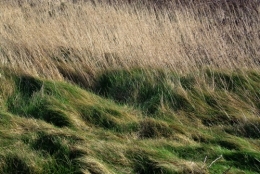 DSC_8786 b Herbes sous le vent.jpg