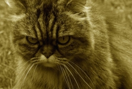 SAM_1645 Biscouette.jpg