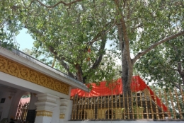 4. Arbre de Bhô 2.JPG