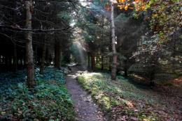 Jardin Albert-Kahn 3.JPG