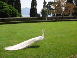 Isola Bella (59).JPG