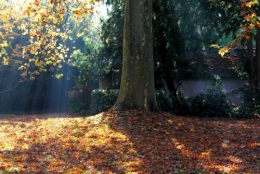 Jardin Albert-Kahn 5.JPG