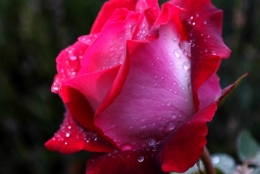 frédéric tison,photographie,rose