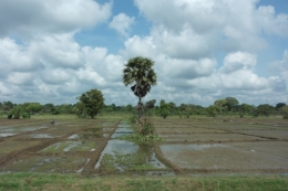Sri Lanka - paysage 3.JPG