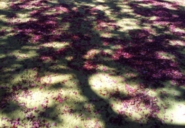 jardin de reuilly.jpg