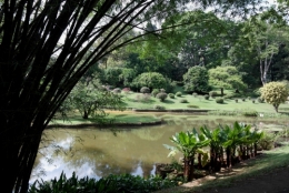Peradeniya 5.jpg