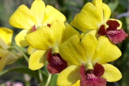 frédéric tison,photographie,sri lanka,jardin botanique de peradeniya