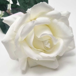 Rose blanche.jpg