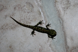 DSC_0011.JPG