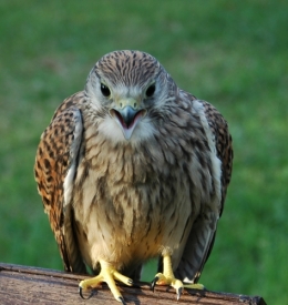 DSC_0071.JPG