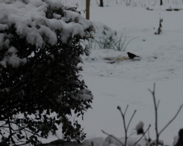 merle de décembre.jpg