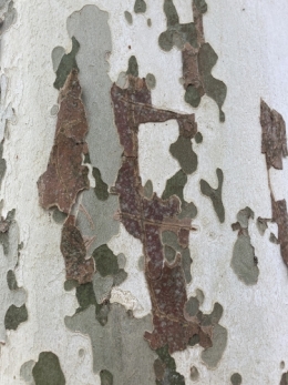 IMG_0089.jpeg