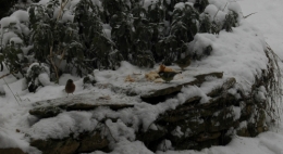 Mésange et neige.JPG