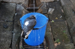 DSC_0106.JPG
