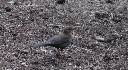 DSC_0129.jpg