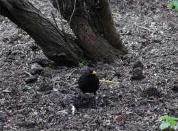 DSC_0131.jpg
