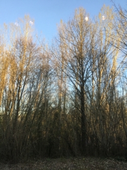 IMG_1729.jpg