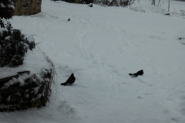 DSC_0017.jpg