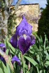 Iris.JPG