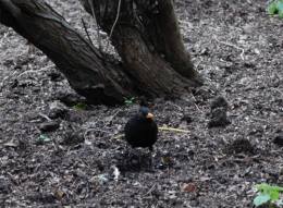 DSC_0131.jpg