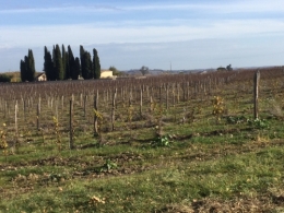 Vignes.JPG
