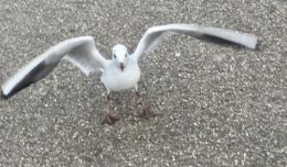 IMG_2033.jpeg