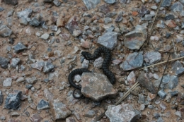 DSC_0036.JPG