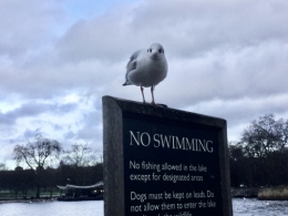 IMG_2043.jpeg