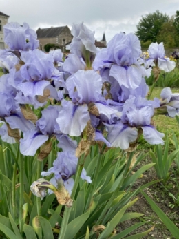 le jardin des iris,champigny-sur-veude