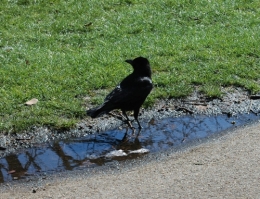 Corbeau Londres.JPG