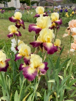 le jardin des iris,champigny-sur-veude