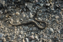 DSC_0030.JPG.jpg