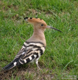 oiseaux dans le jardin