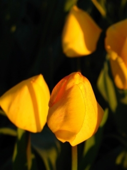 IMG_0965.jpeg
