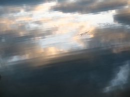 reflets dans l'étang.jpg