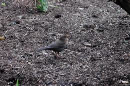 DSC_0129.jpg