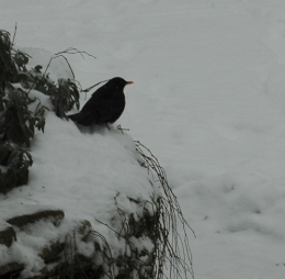 DSC_0018.jpg