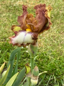 le jardin des iris,champigny-sur-veude