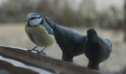 Mésange (Tr.).JPG