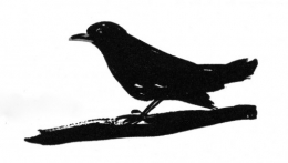 fabienne raphoz,oiseaux,merle