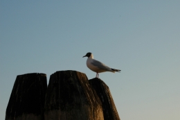 DSC_0095.jpg