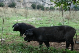 DSC_0020.JPG.jpg