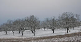 sergueï essenine,journal d'un poète,première neige,forêt
