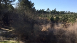 IMG_1719.jpeg