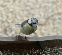DSC_0069_2.JPG